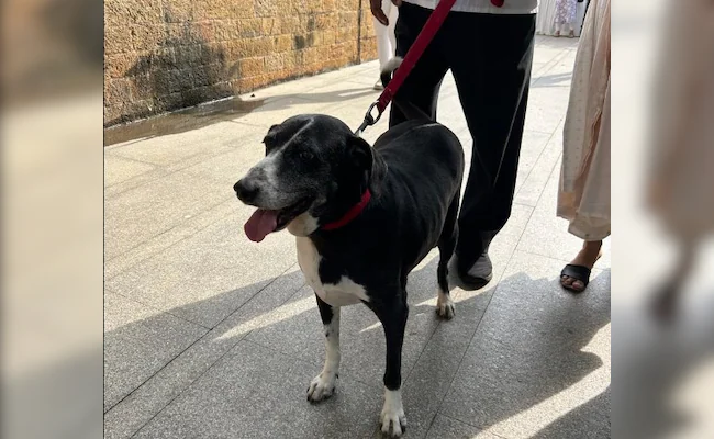 Ratan Tata’s Beloved Dog ‘Goa’ Spotted at Funeral, Offering a Final Farewell